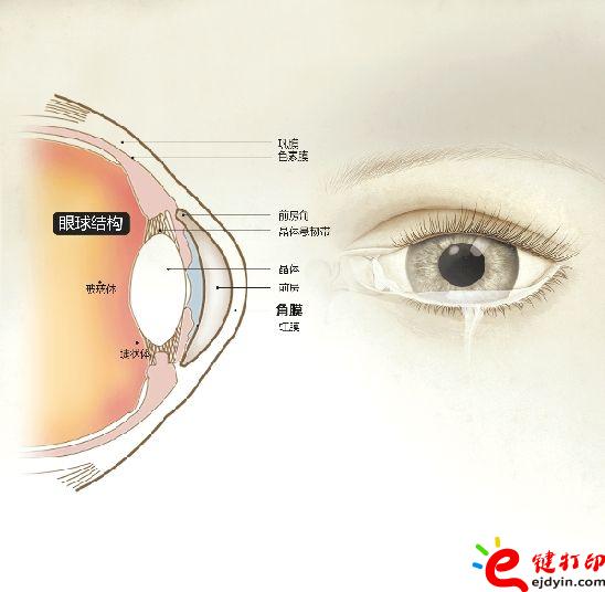 角膜3.jpg